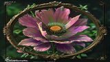 探花视频缩略图03
